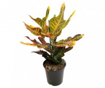 CODIAEUM VARIEGATUM FEUILLES LARGES POT DE 17 CM DE DIAMETRE