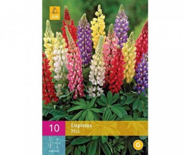 10 BULBES DE LUPINS MIX