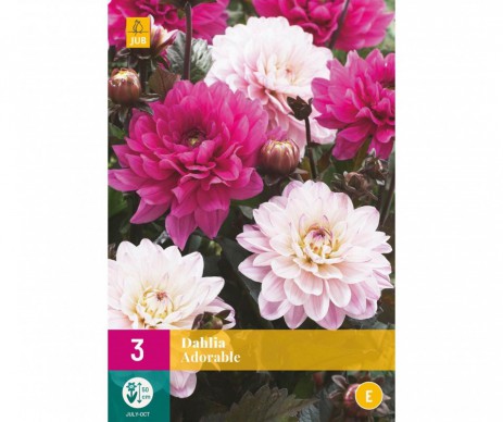 3 BULBES DE DAHLIA ADORABLE