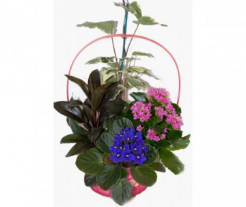 PANIER COMPOSE DE 4 PLANTES