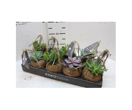 KOKODAMA SUCCULENTES