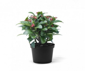 EUPHORBIA MINI POT DE 5