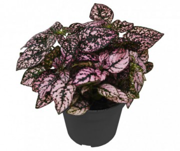 PLANTE AUX EPHELIDES  HYPOESTES MINI POT DE 6CM DE DIAMETRE