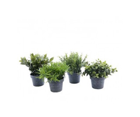 PLANTE VERTE MINI DIFFERENTES VARIETES POT DE 5