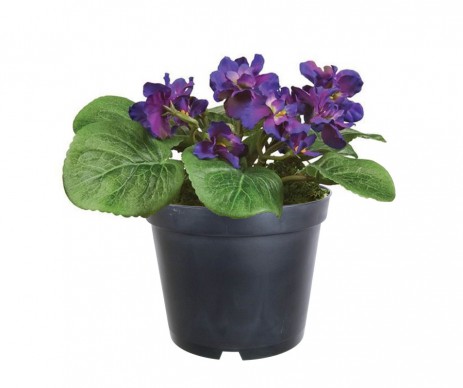 SAINT PAULIA MINI POT DE 5