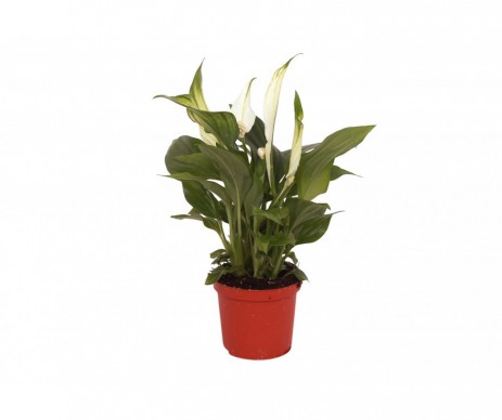 SPATHYPHYLLUM MINI POT DE 5