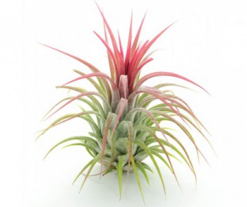 TILLANDSIA DIFFERENTES VARIETES