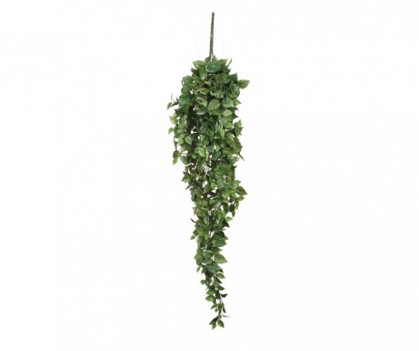 SCINDAPSUS CHUTE VERT-L125XH25
