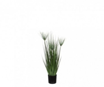 PAPYRUS /POT VERT -H76XD12