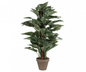 SCINDAPSUS VERT  - H65XD35CM