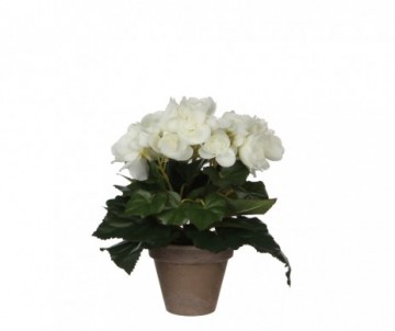 BEGONIA BLANCPGRIS D9CM