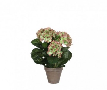 HORTENSIA VERT H40XD35CM