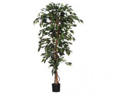 FICUS VERT -H180XD100CM