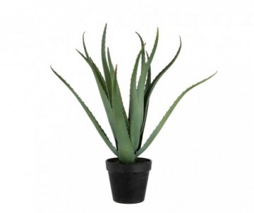 ALOE VERA POT PLAST VERT H46CM