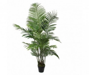 PALMIER POT VERT 160X80