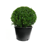 LES PLANTES DE HAIE