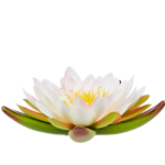 LES PLANTES AQUATIQUES