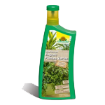 LES PLANTES DE LA MAISON