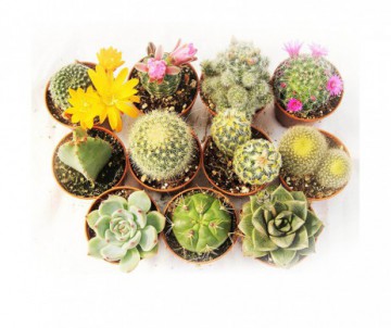 CACTUS DIFFERENTES VARIETES POT DE 5
