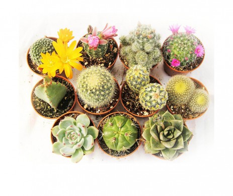CACTUS DIFFERENTES VARIETES POT DE 5