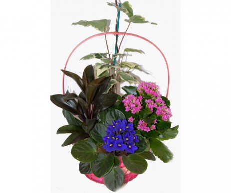 PANIER COMPOSE DE 4 PLANTES