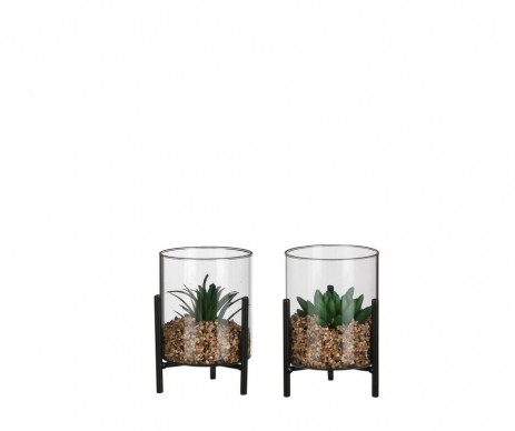 SUCCULENTE VERT H13XD10