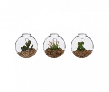 SUCCULENTE PENDEUR MURAL H10CM