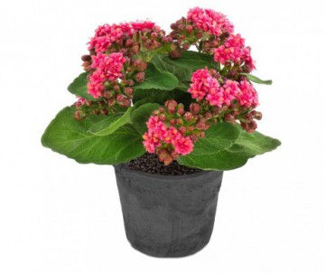 KALANCHOE POT DE 10