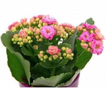 KALANCHOE POT DE 9CM DE DIAMETRE