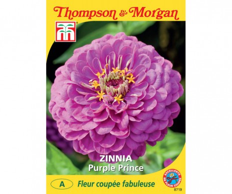 ZINNIA PURPLE PRINCE