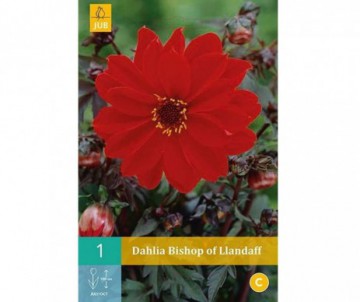 1 BULBE DE DAHLIA BISHOP OF LLANDAFF