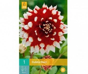 1 BULBE DE DAHLIA DUET