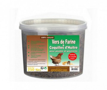 FRIANDISE POULE VERS COQUILLES D'HUITRES