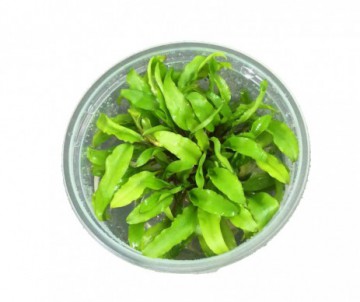 CRYPTOCORYNE AFFINIS