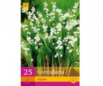 10 BULBES DE MUGET CONVALLARIA MAJALIS