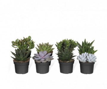 SUCCULENTE POT DE 5