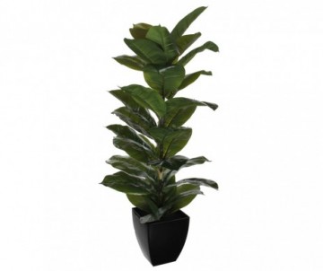 CAOUTCHOUC VERT EN POT H115
