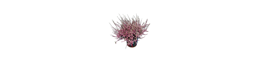 LES PLANTES DE BRUYERE