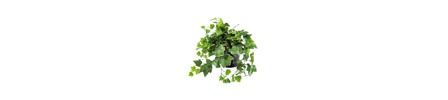LES PLANTES GRIMPANTES