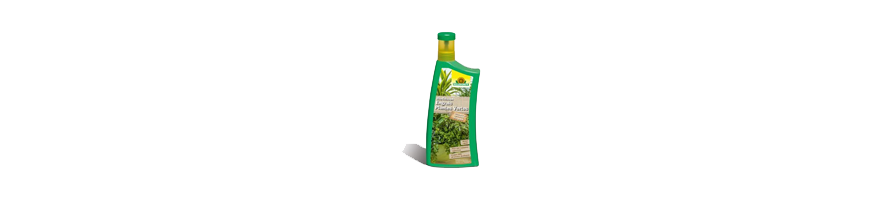 LES PLANTES DE LA MAISON
