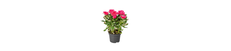 LES ROSIERS