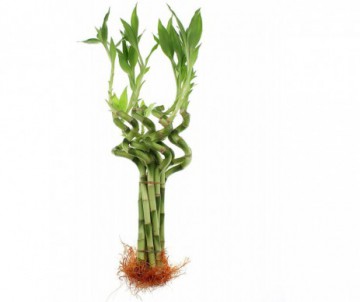 LUCKY BAMBOO EN SPIRALE HAUTEUR 40CM