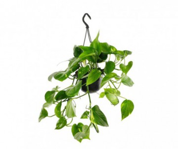 EPIPREMNUM PINN HANG EN SUSPENSION