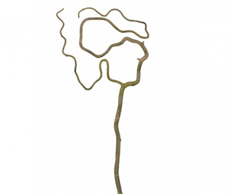 SALIX TORTUOSA EN BRANCHE