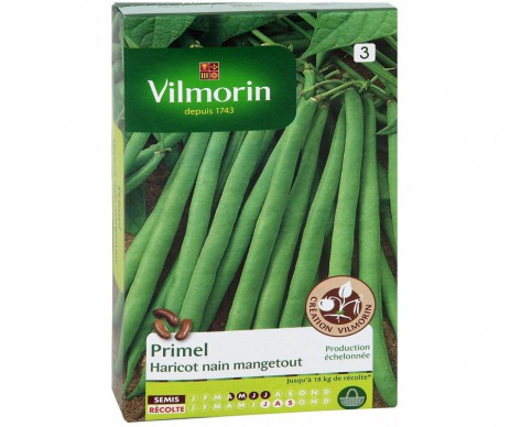 HARICOT PRIMEL VILMORIN