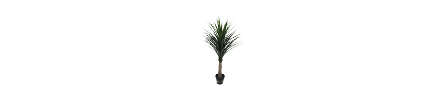 LES PLANTES MEDITERANEENES