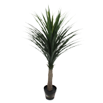 LES PLANTES MEDITERANEENES