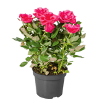 LES ROSIERS