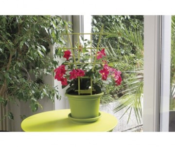 TUTEUR ECHELLE 50CM ANIS