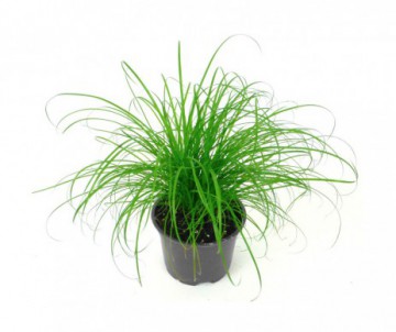 CYPERUS ZUMULA POT DE 12CM DE DIAMETRE